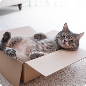 Cat offers