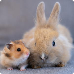 Small pet offers