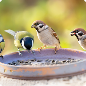 Wild bird offers