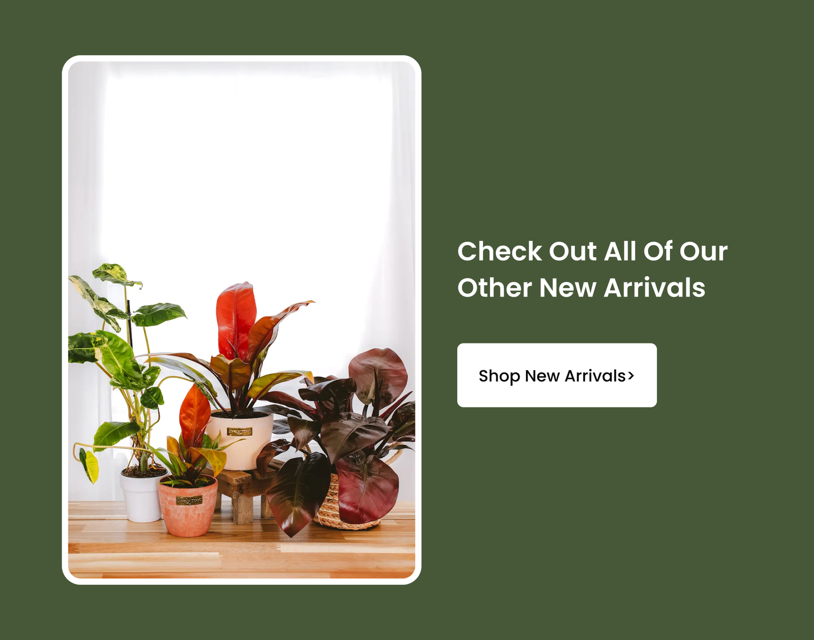 Shop All New Arrivals