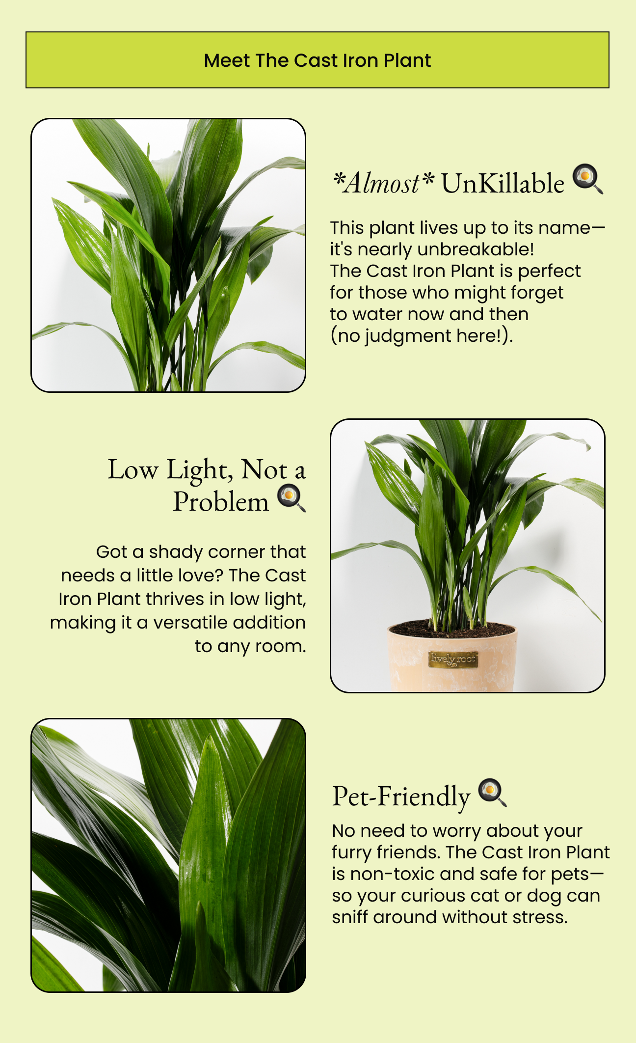 Meet The Cast Iron Plant