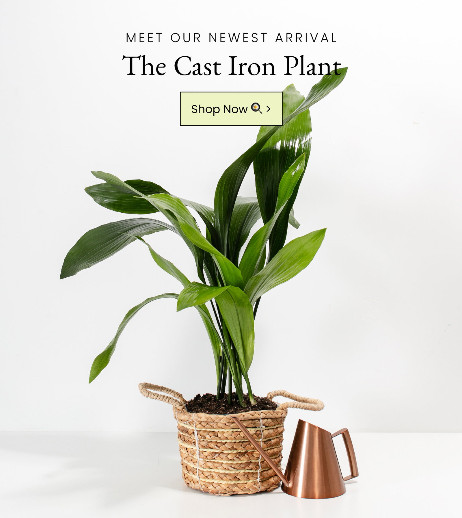 Shop The Cast Iron Plant