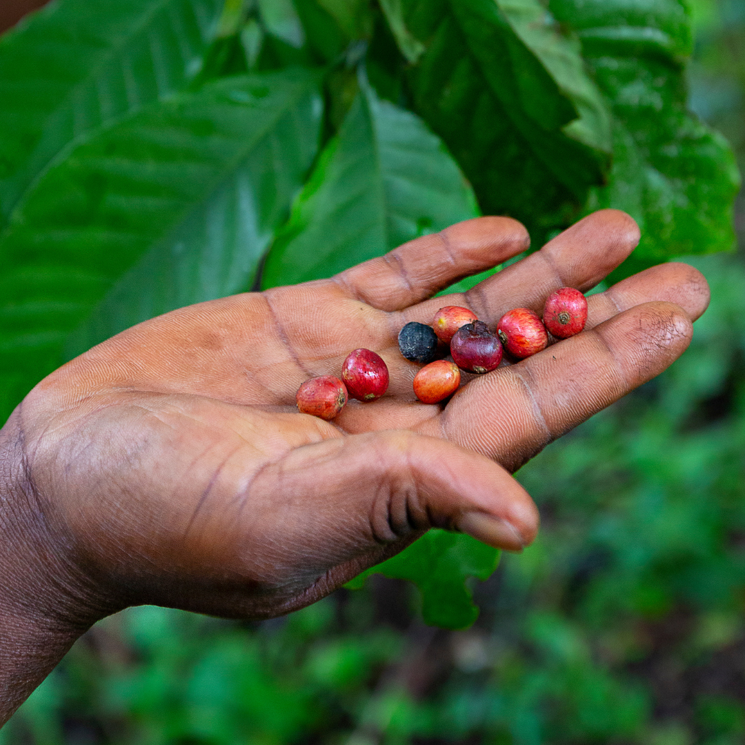 Image of African hand holding coffee beans in a Congi coffee farm