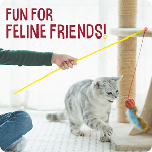 Fun for feline friends!