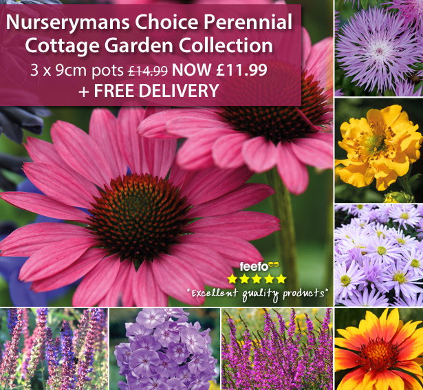 Nurserymans Choice Perennial Cottage Garden Collection