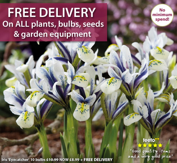 Iris 'Eyecatcher' + Free Delivery