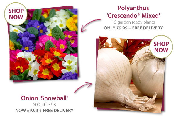 Free Delivery