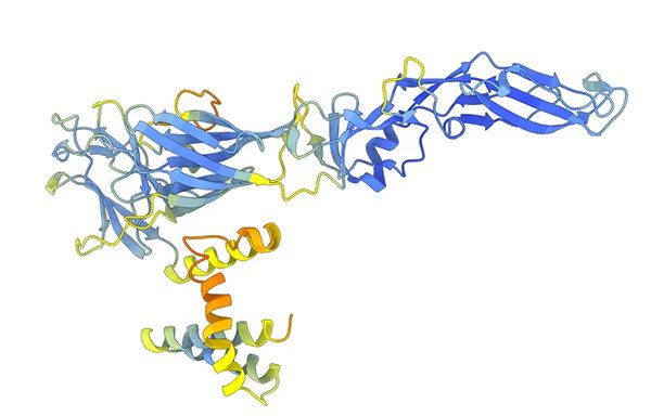 Dengue Virus E glycoprotein predicted using ColabFold-AlphaFold2.