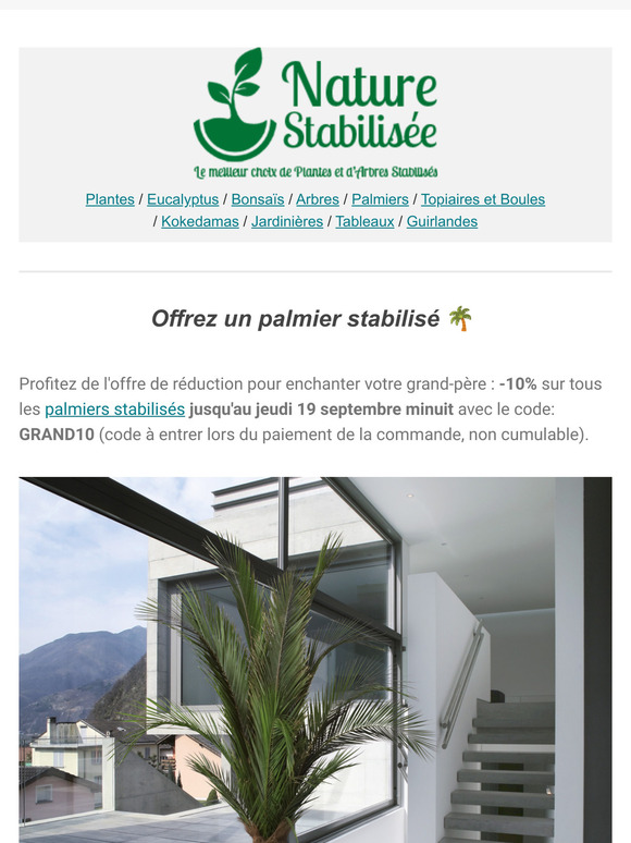 Fête des Grands-pères 🌴 Offrez un palmier stabilisé