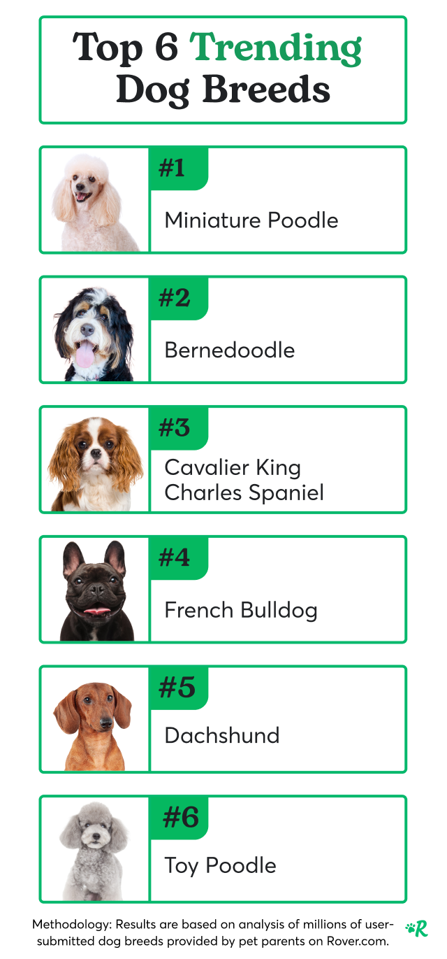 Rover: Did your dog make the most popular breeds list? 👀 | Milled, image size:640x1371