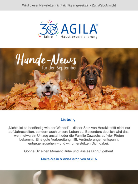 ➔ Hund adoptieren?