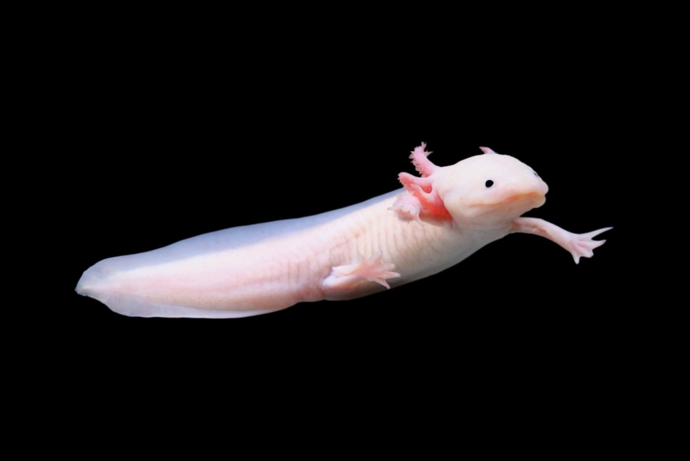 Axolotl Weekly Weird
