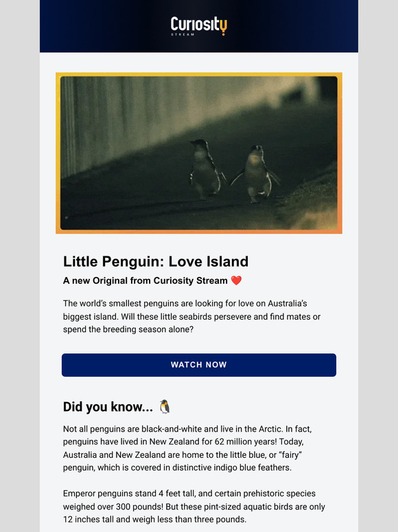 🐧 Introducing Little Penguin: Love Island
