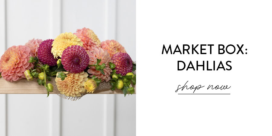 SHOP MARKET BOX: DAHLIAS