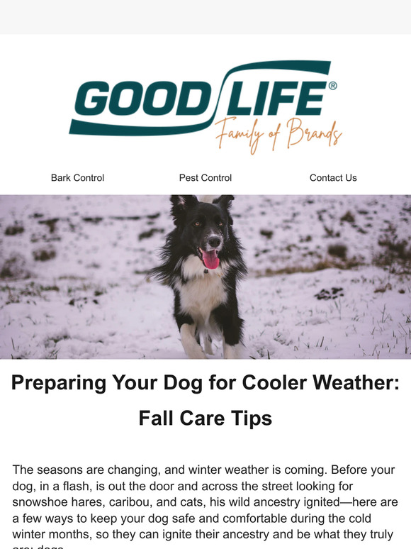 Prepare Your Dog For Winter