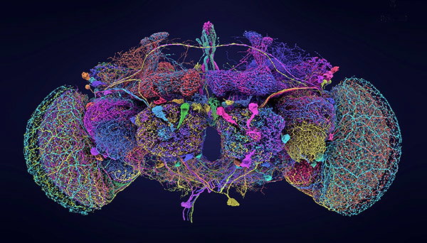 A colourful mesh of lines draws the 50 largest neurons in the fruit-fly brain. 