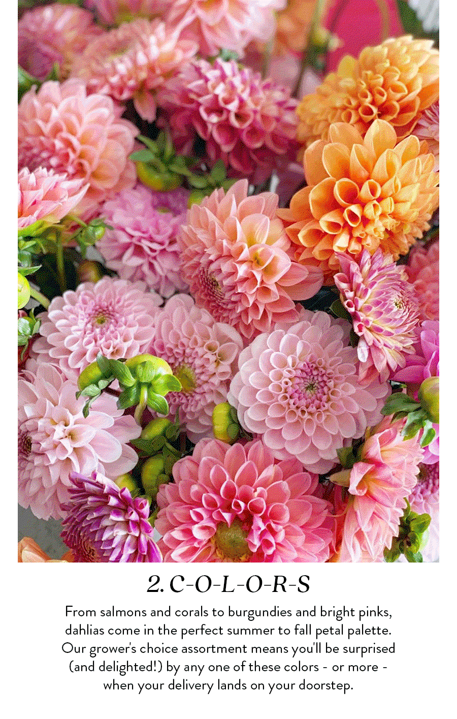 2. C-O-L-O-R-S | From salmons and corals to burgundies and bright pinks, dahlias come in the perfect summer to fall petal palette. Our grower's choice assortment means you'll be surprised (and delighted!) by any one of these colors - or more - when your delivery lands on your doorstep.