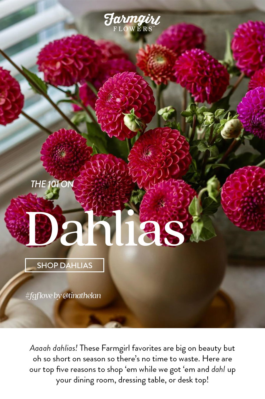 SHOP DAHLIAS
