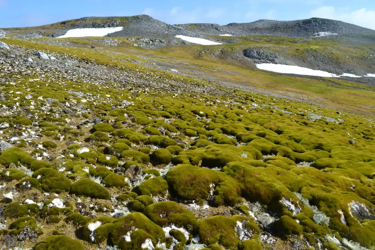 Parts of Antarctica are turning green at an 'astounding' rate. Image leads to article.