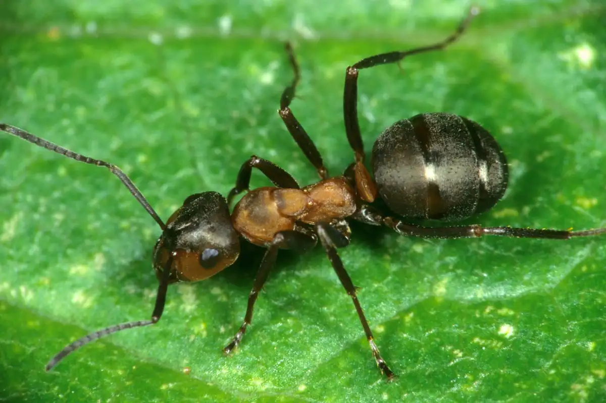 Ants can be used to make yogurt – and now we know how it works. Image leads to article.