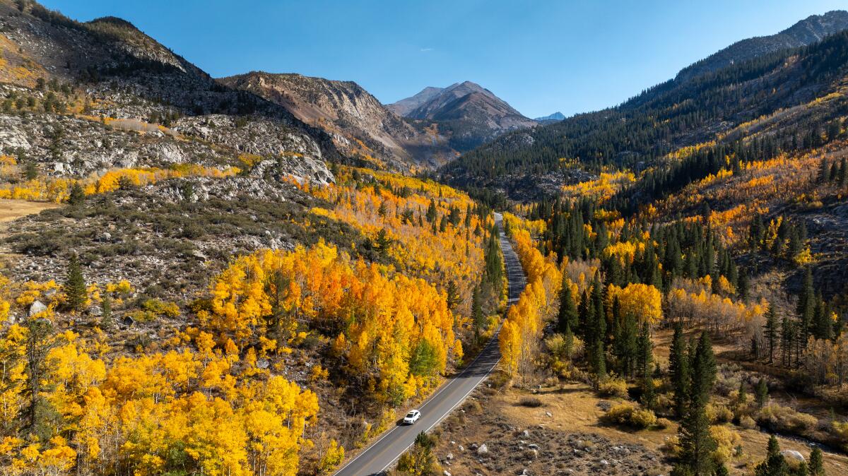 A photo of the Eastern Sierra, radiant with fall color, along Highway 168 in the Inyo National Forest.