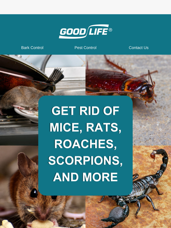 Say Goodbye to Unwanted Guests 🐜