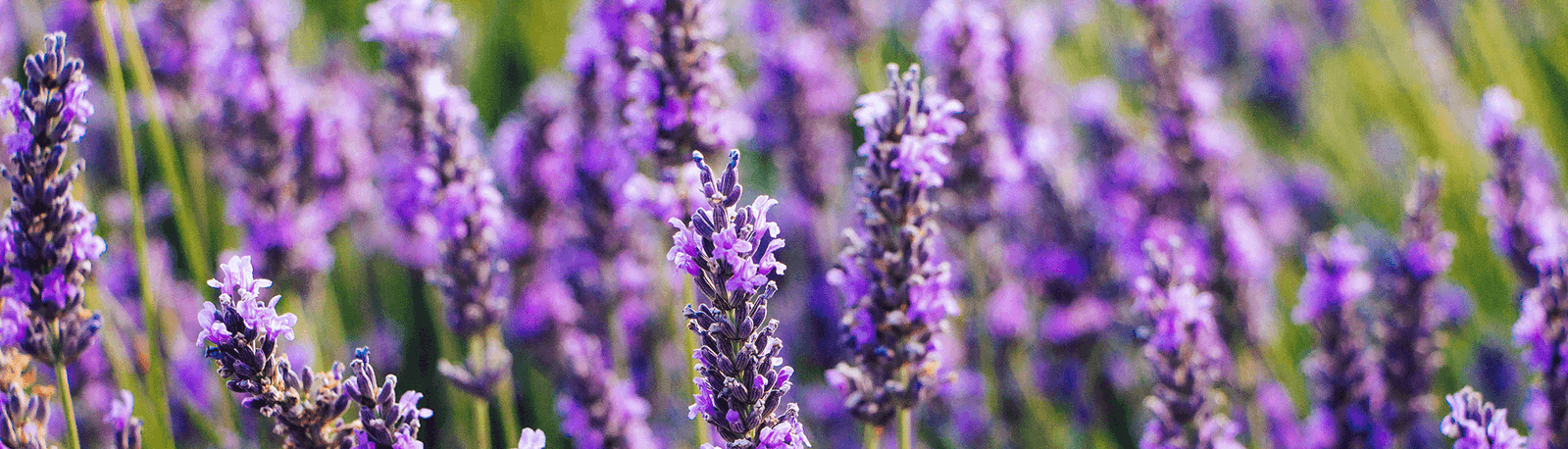Ingredient Spotlight: Lavender