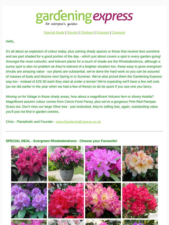 Gardening Express: Large Rhododendrons - from Just 9.99, Volcano Ferns ...