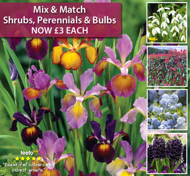 Shrub Mix Module Thompson & Morgan: ONLY £3! Mix & Match Shrubs, Perennials & Bulbs | Milled