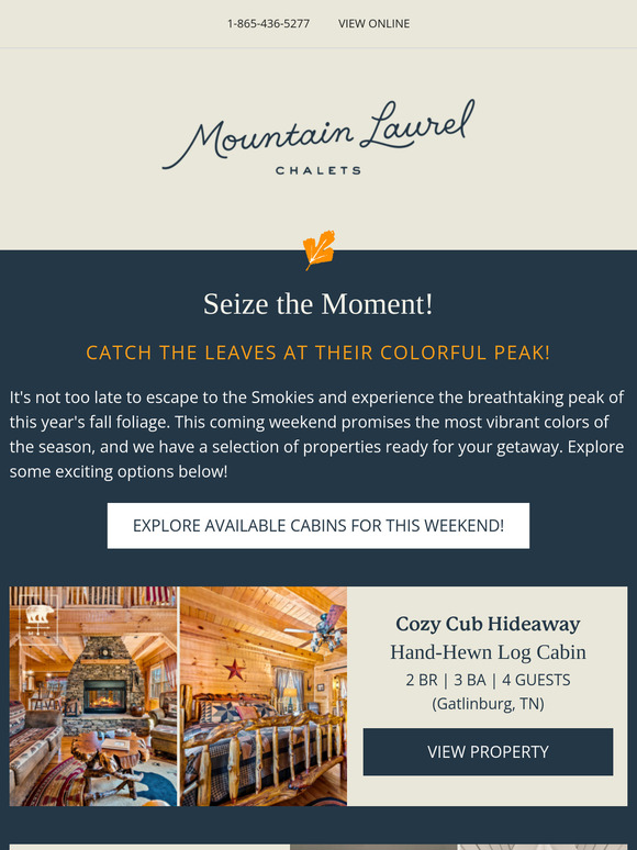 Mountain Laurel Moments: Your Weekly Update from the Smokies