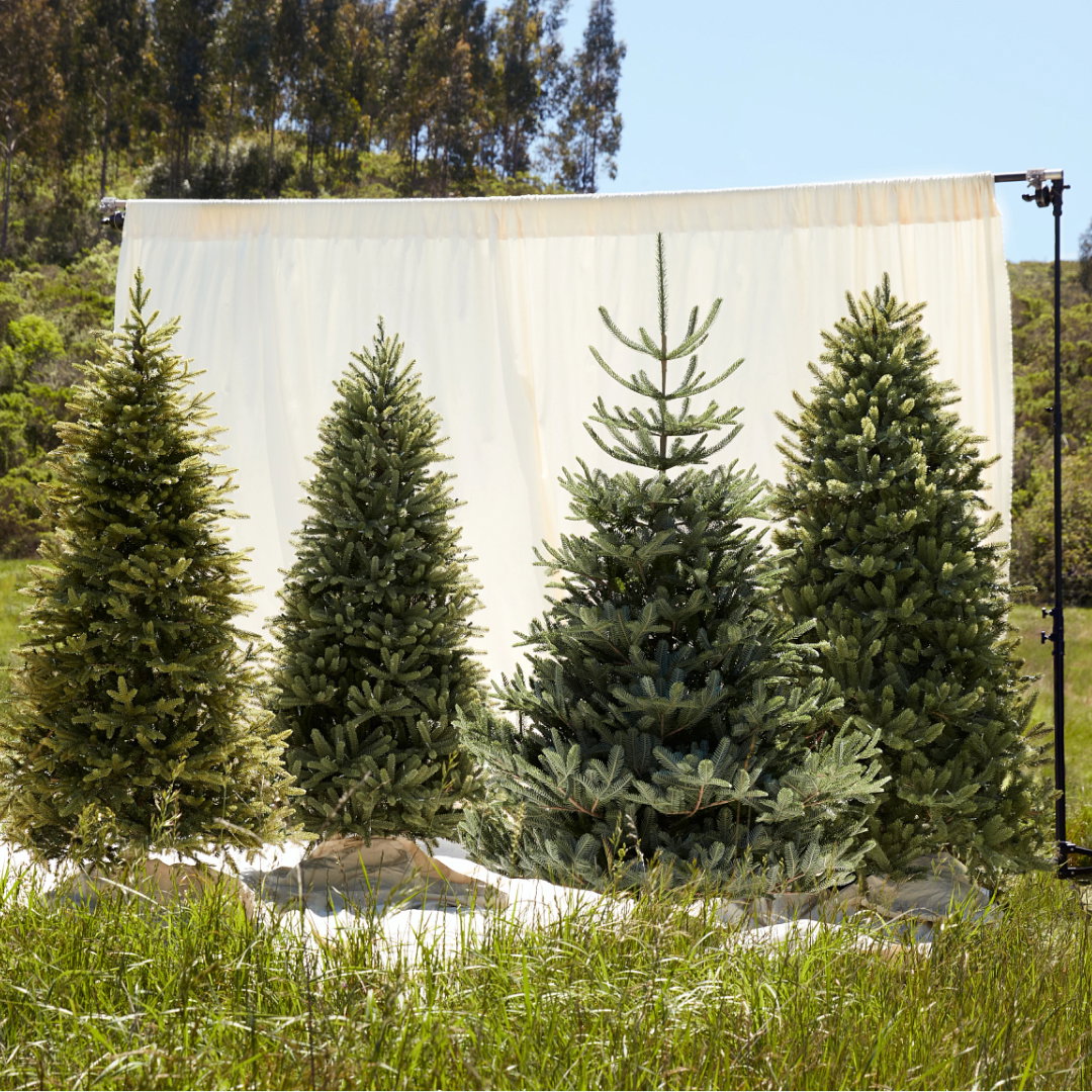 Balsam Hill's New & Limited Edition reNEW Collection