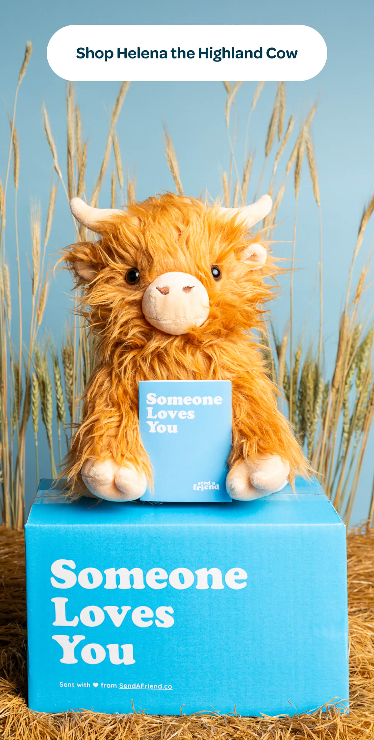 [Shop Helena the Highland Cow]