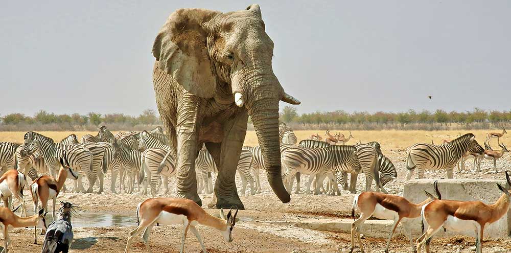 Wildlife in Namibia