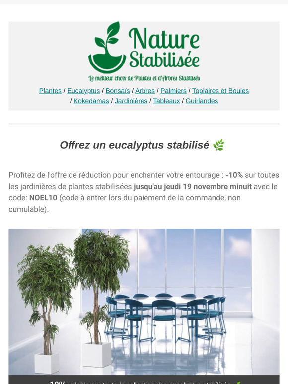 Fête De Noël 🌱 Offrez un eucalyptus stabilisé