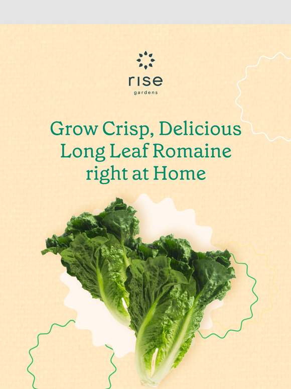 Crisp Long Leaf Romaine, Grown Right in Your Home!