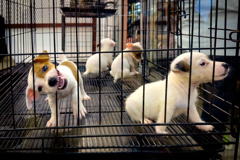 Puppies in a cage for sale in a market in Bangkok, Thailand