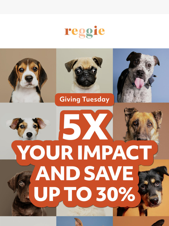 Giving Tuesday: Help Shelter Dogs