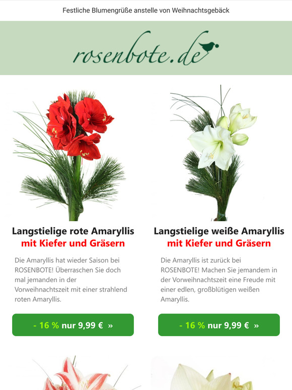 🎅 Amaryllis im Angebot