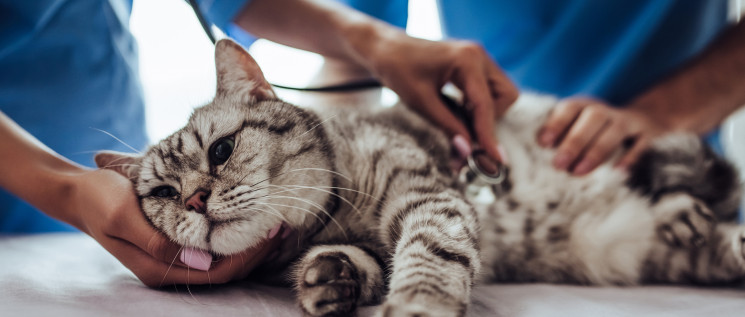 Un chat ausculté par un vétérinaire