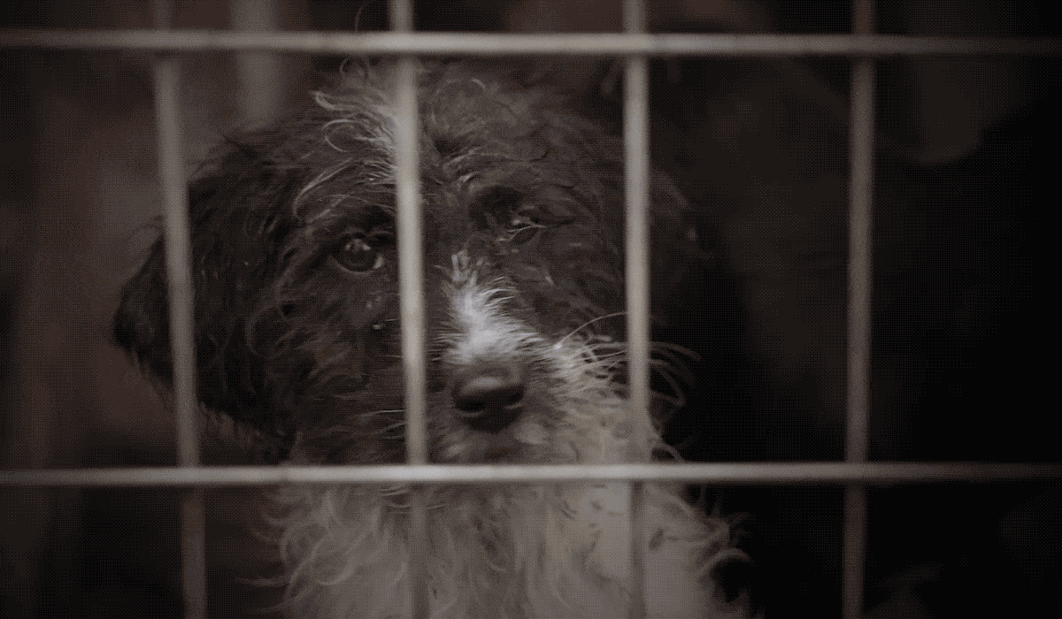 A puppy in a cage.