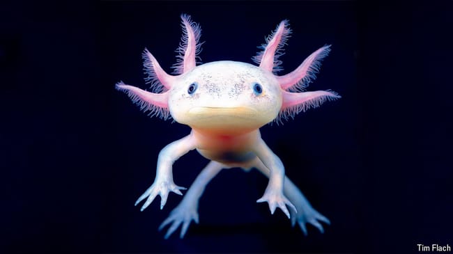 How the axolotl rose from obscurity to global stardom