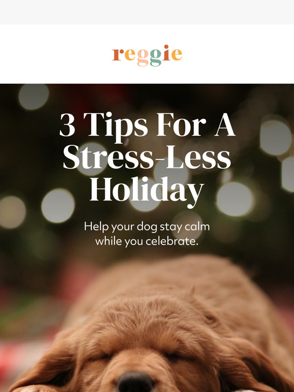 3 Tips: Peaceful Holidays For Your Pup