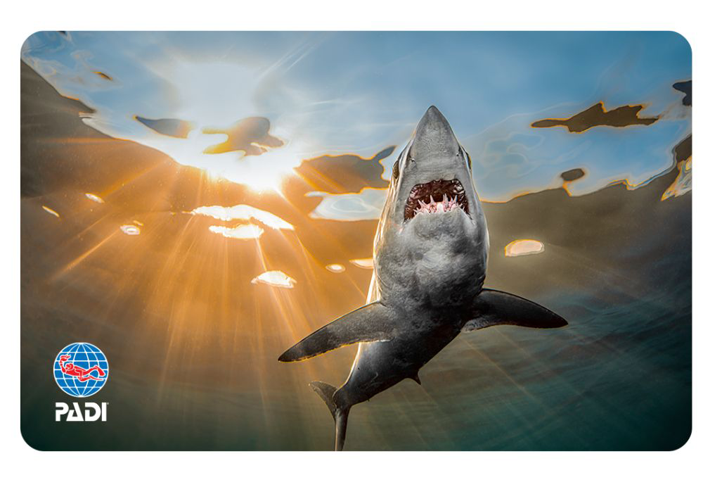 Mako Shark by Rafael Fernandez