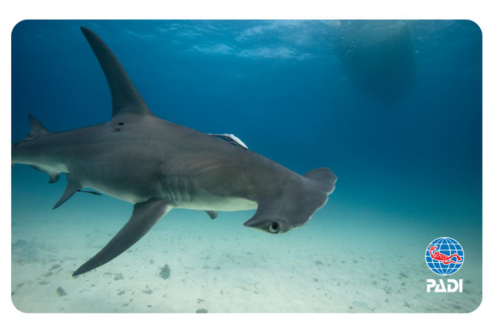 Back in Stock! Tom St. George’s Underwater Illumination