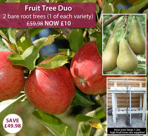 Fruit Tree Duo