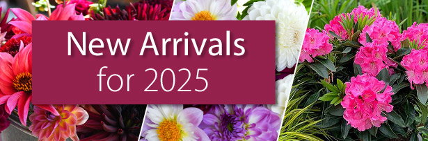 New Arrivals 2025