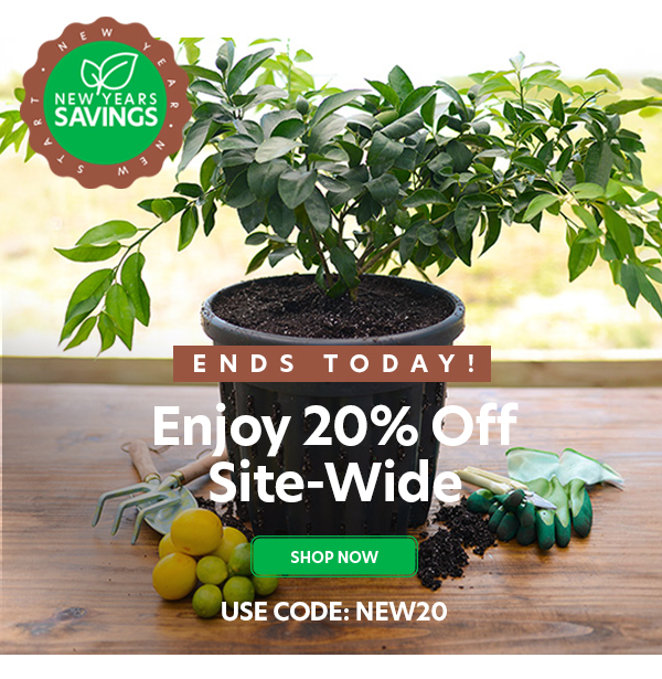 20% Off Site-Wide
