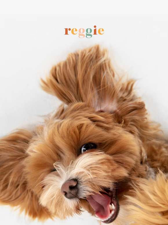 New Year, New Goals For Your Pooch