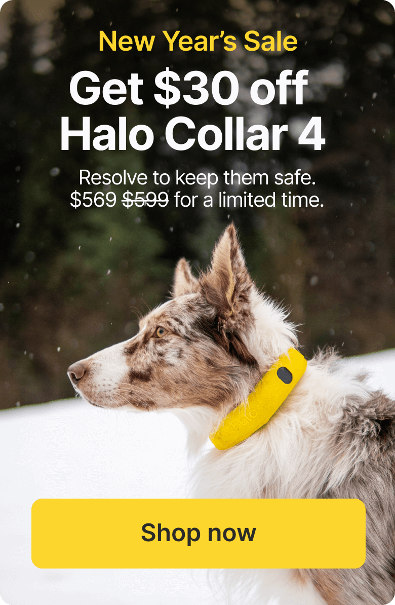 Get $30 off the Halo Collar 4   Resolve to keep them safe.