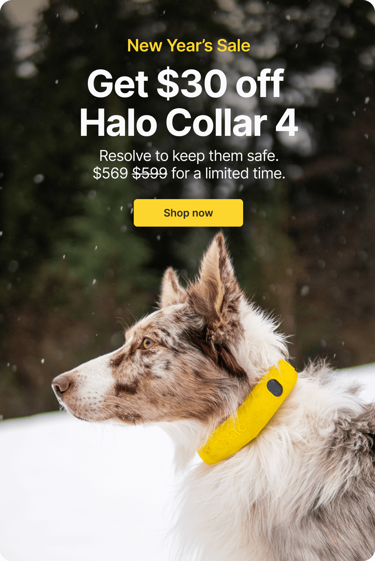 Get $30 off the Halo Collar 4   Resolve to keep them safe.